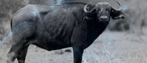 Eating Buffalo Meat in a Dream: 8 Biblical Meanings