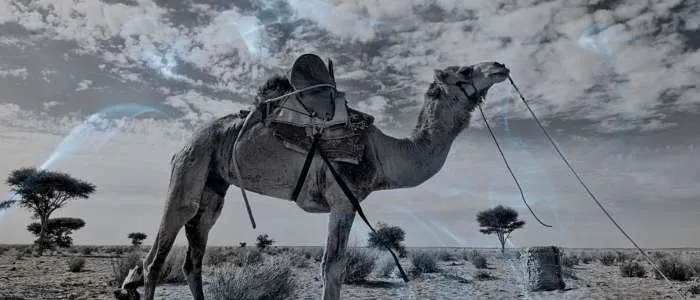 Eating Camel Meat in a Dream: 7 Biblical Meanings