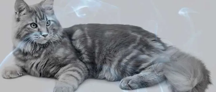 Eating Cat Meat in a Dream: 7 Biblical meaning