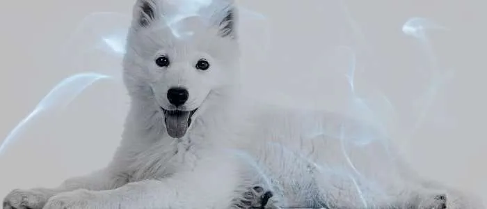 Biblical Meaning of a Dog Giving Birth in a Dream