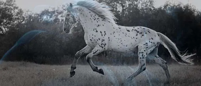 7 Biblical Meaning of Eating Horse Meat in a Dream