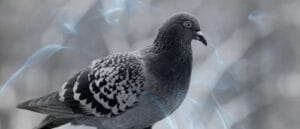 Eating pigeon meat in a dream: 7 Biblical meanings