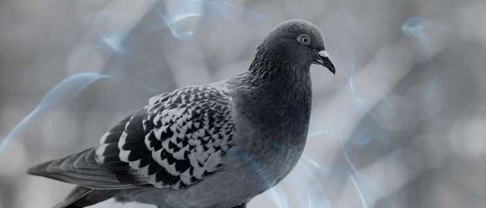 Eating pigeon meat in a dream