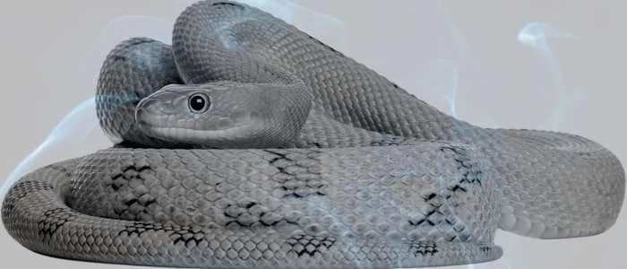Dreaming of a Snake in Your Kitchen: 8 Biblical Meanings