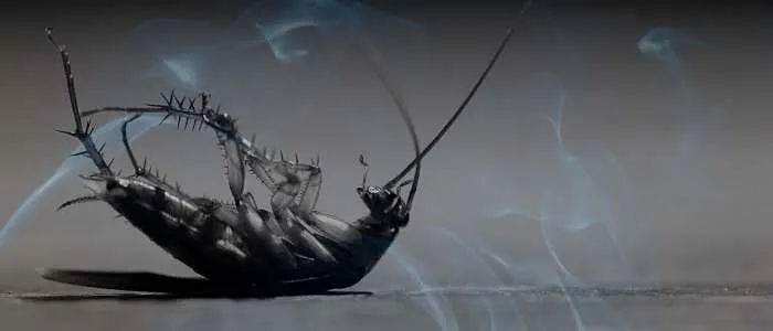 Biblical Meaning of Killing Cockroaches in a Dream