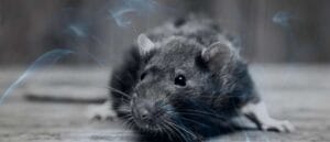 11 Biblical Meaning of Killing Rats in a Dream