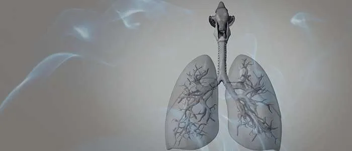 8 Biblical Meaning of Lungs in a Dream
