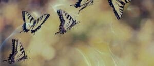 Biblical Meaning of a Yellow Butterfly in a Dream