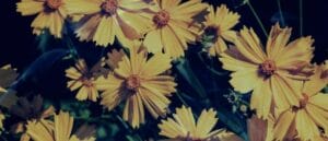 10 Biblical Meaning of Yellow Flowers in a Dream