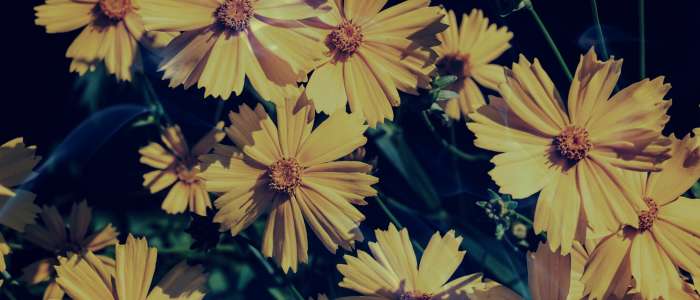 Biblical Meaning of Yellow Flowers in a Dream