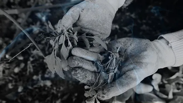 Spiritual Meaning of Dreaming of Weeds