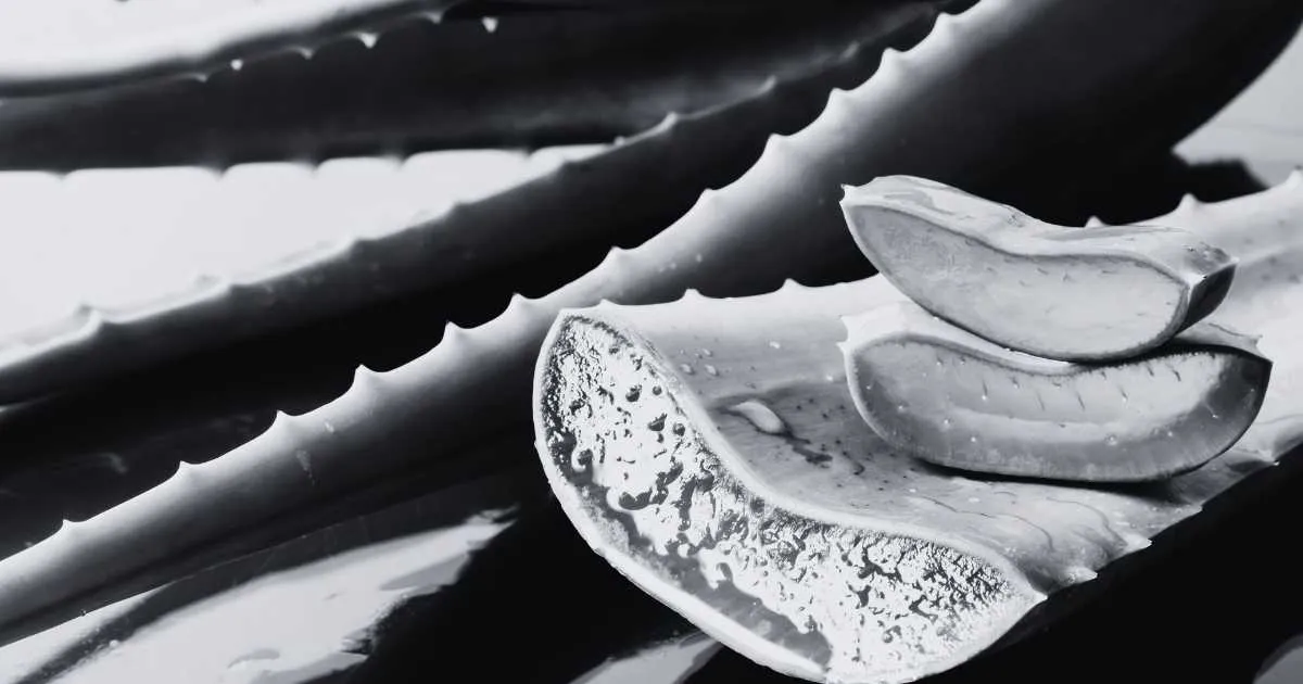 Biblical Meaning of Dreaming About Aloe Vera