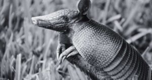 Biblical Meaning of Dreaming About an Armadillo
