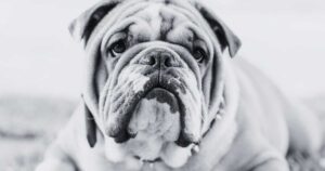 Biblical Meaning of Dreaming of a Bulldog