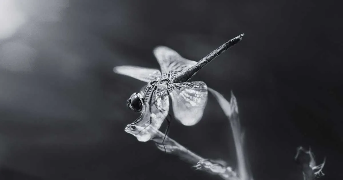 Biblical Meaning of Dreaming About a Dragonfly