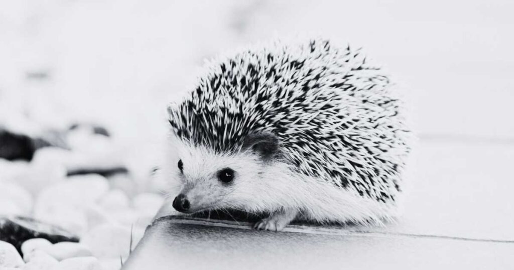 Dreaming of a Hedgehog