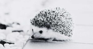 What Does Dreaming of a Hedgehog Mean in the Bible?