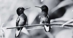 Biblical Meaning of Dreaming of a Hummingbird