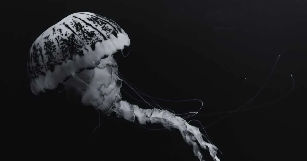 Biblical Meaning of Dreaming About a Jellyfish