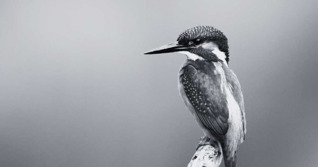 Dreaming About a Kingfisher