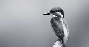 Dreaming About a Kingfisher: Biblical Insights