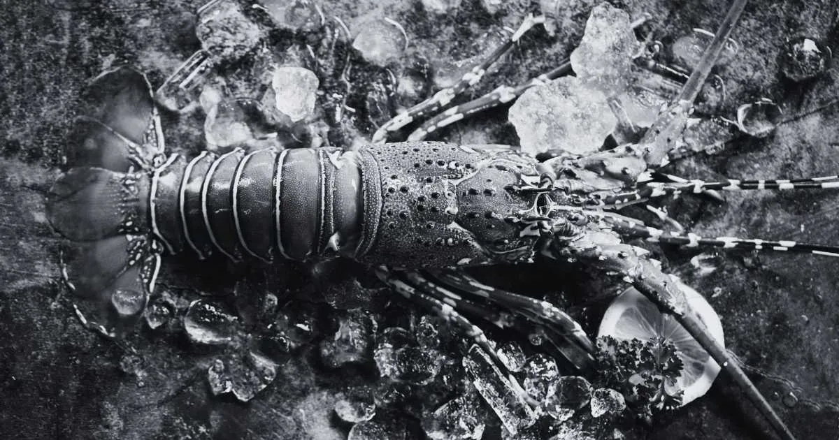 Biblical Meaning of Lobster Dreams