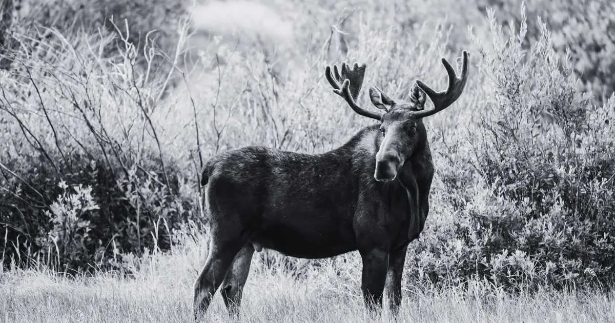 What Does Dreaming of a Moose Mean in the Bible?