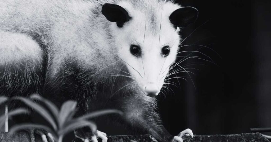 Biblical Meaning of Dreaming About an Opossum