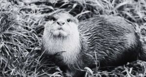 What Does Dreaming of an Otter Mean in the Bible?