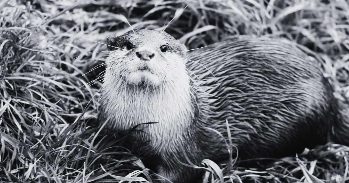 What Does Dreaming of an Otter Mean in the Bible? | biblicaldreamz
