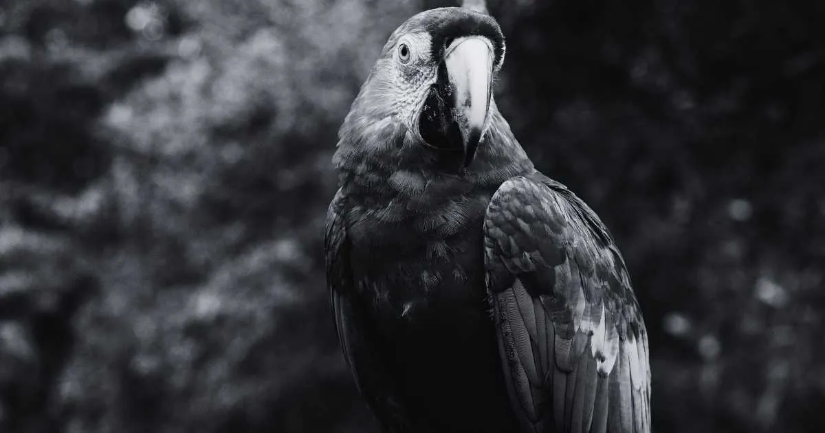 Biblical Meaning of Dreaming of a Parrot