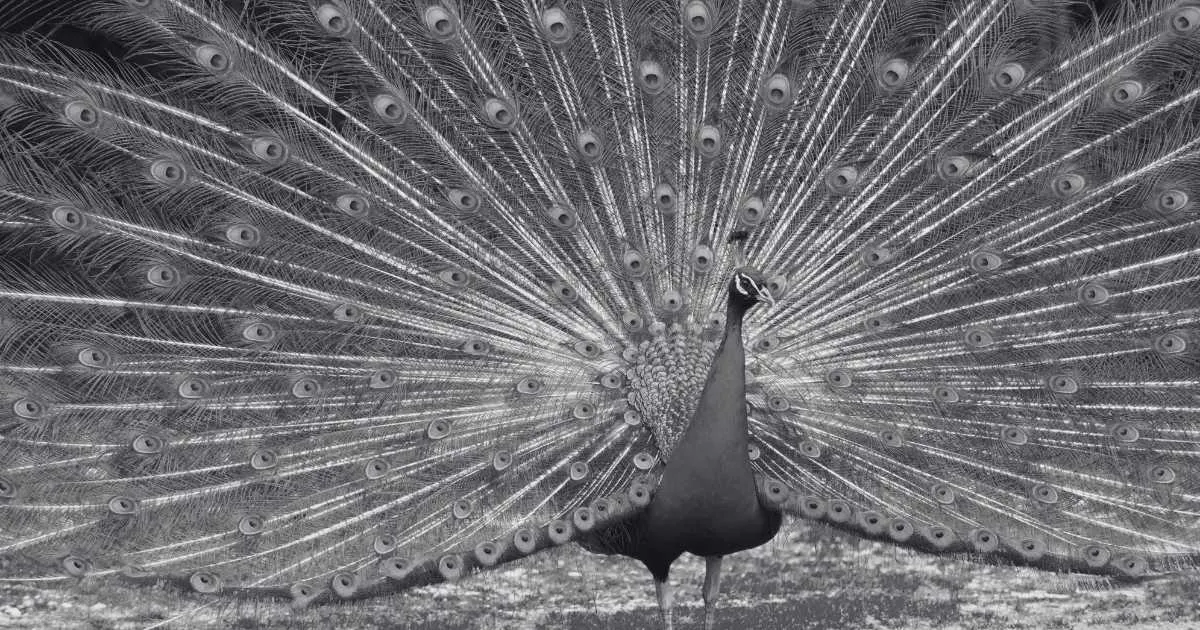 Biblical Meaning of Dreaming About a Peacock