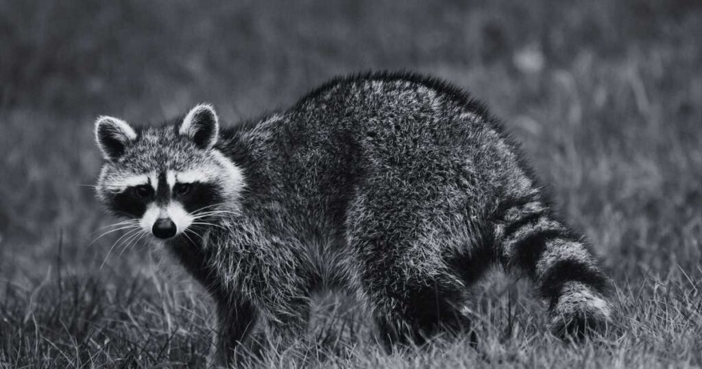 Biblical Significance of Dreaming About Raccoons