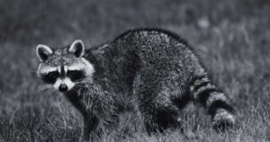 Biblical Significance of Dreaming About Raccoons