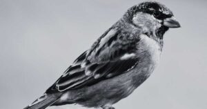 Biblical Meaning of Dreaming About Sparrows