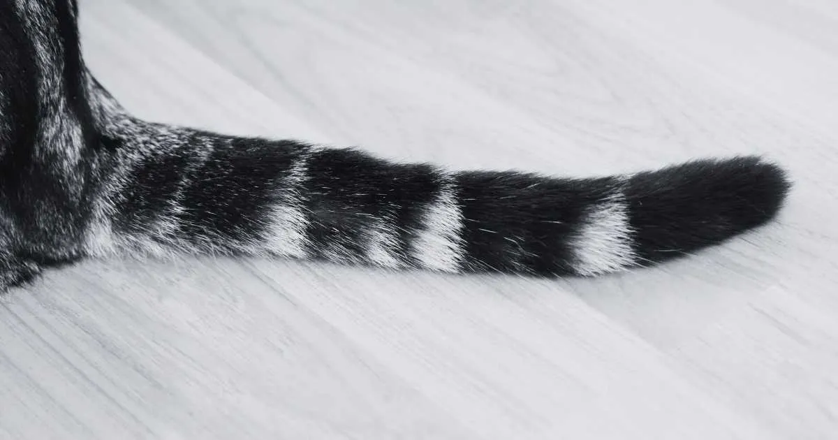 Biblical Meaning of Dreaming About a Tail