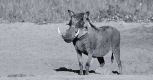 Biblical Meaning of Dreaming About a Warthog