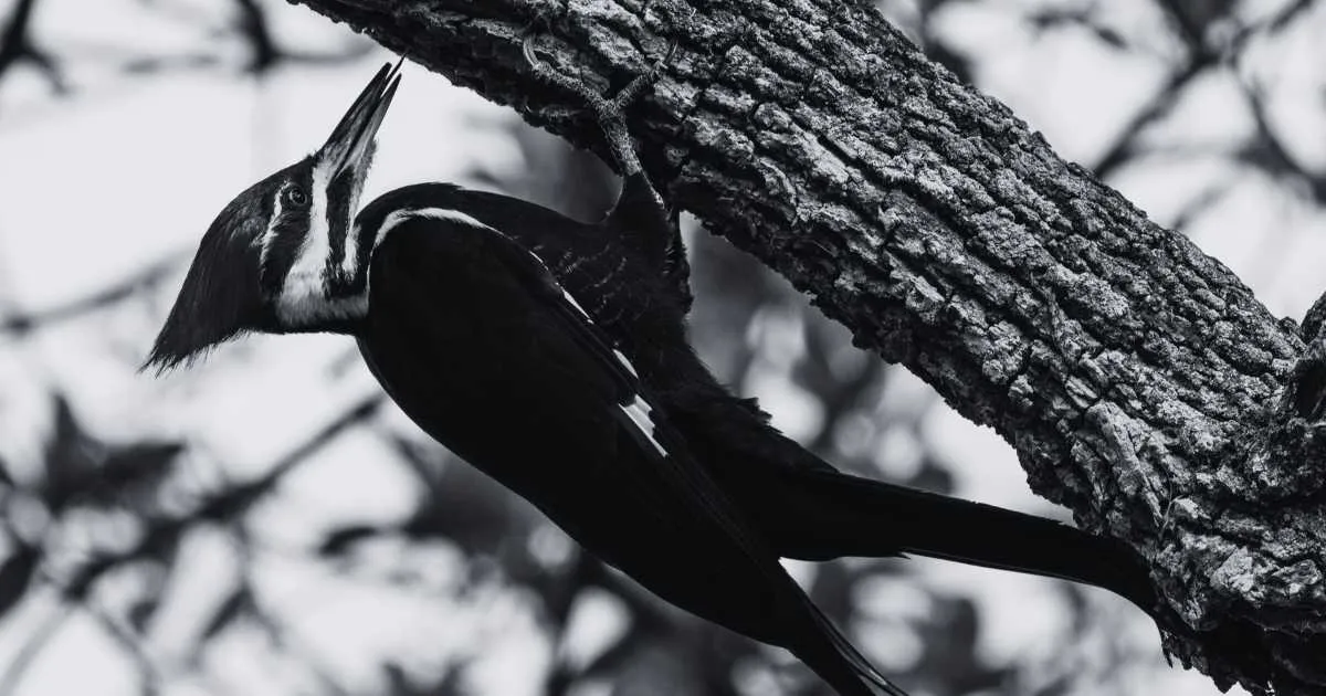 Biblical Meaning of Dreaming of a Woodpecker