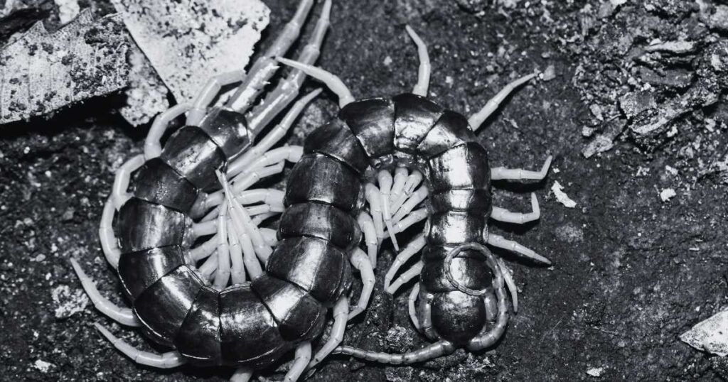 Biblical Meaning of Centipedes in Dreams