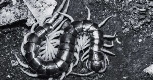 9 Biblical Meaning of Centipedes in Dreams