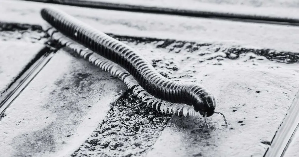 Biblical Meaning of Dreaming About Millipedes