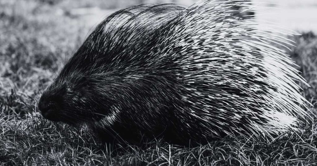 Biblical Meaning of Dreaming About a Porcupine