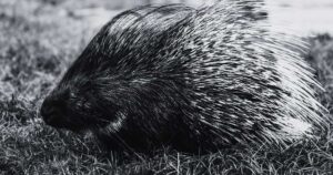 Biblical Meaning of Dreaming About a Porcupine