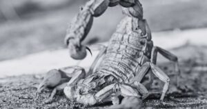 Biblical Meaning of Dreaming About Scorpions